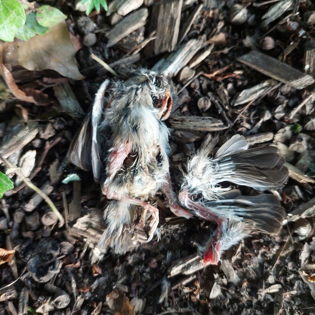 Ein toter, stark verletzter Jungvogel liegt auf Rindenmulch und Erde. Das Gefieder ist zerzaust, der Körper teilweise geöffnet, Federn hängen lose herab. Die Szene wirkt roh und traurig, der Tod sichtbar und nicht geschönt.