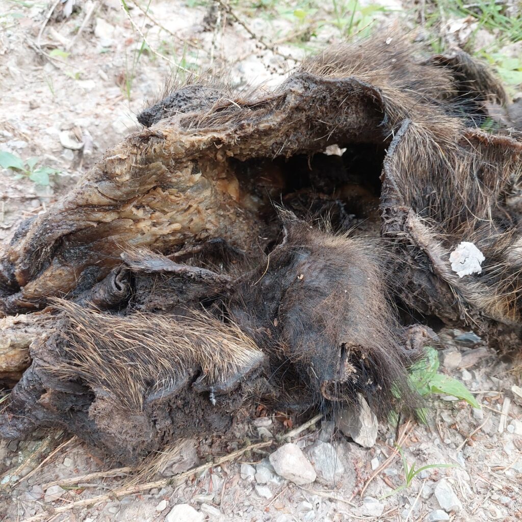 Nahaufnahme eines abgezogenen Wildschwein-Fells auf steinigem Waldboden. Das Bild zeigt zerfledertes, braun-schwarzes Fell mit offenen, lederartigen Innenschichten. Die Struktur ist rau, teils matschig und stark verwest. Die Szene wirkt verstörend und dokumentarisch.