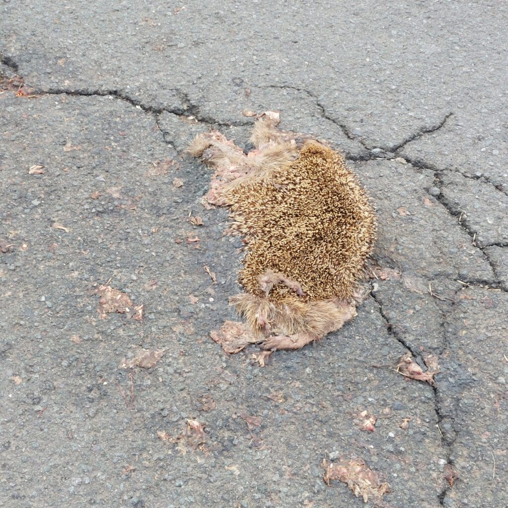 Ein überfahrener Igel liegt plattgedrückt auf dem Asphalt. Nur das Stachelkleid ist noch erhalten, der Rest des Körpers fehlt. Die Szene wirkt traurig und beiläufig.