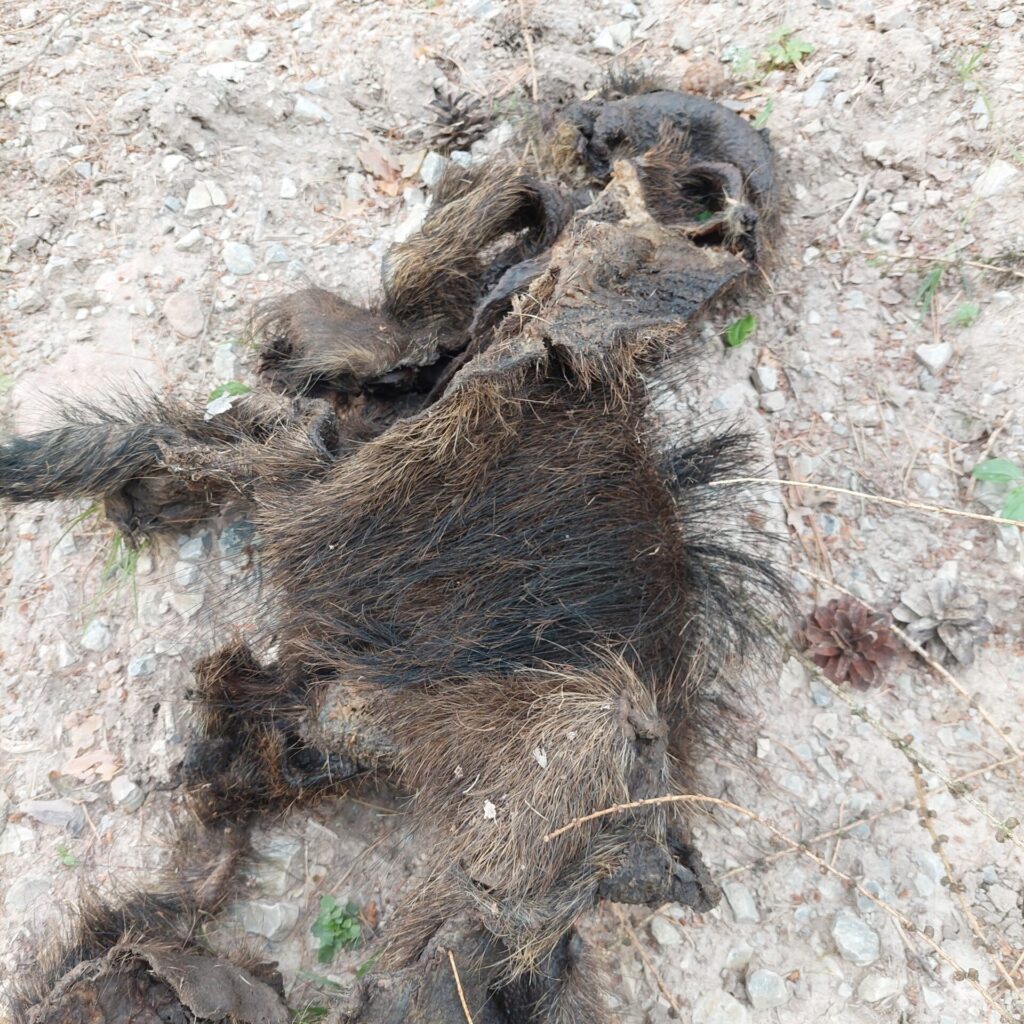 Nahaufnahme eines abgezogenen Wildschwein-Fells auf steinigem Waldboden. Das Bild zeigt zerfledertes, braun-schwarzes Fell mit offenen, lederartigen Innenschichten. Die Struktur ist rau, teils matschig und stark verwest. Die Szene wirkt verstörend und dokumentarisch.
