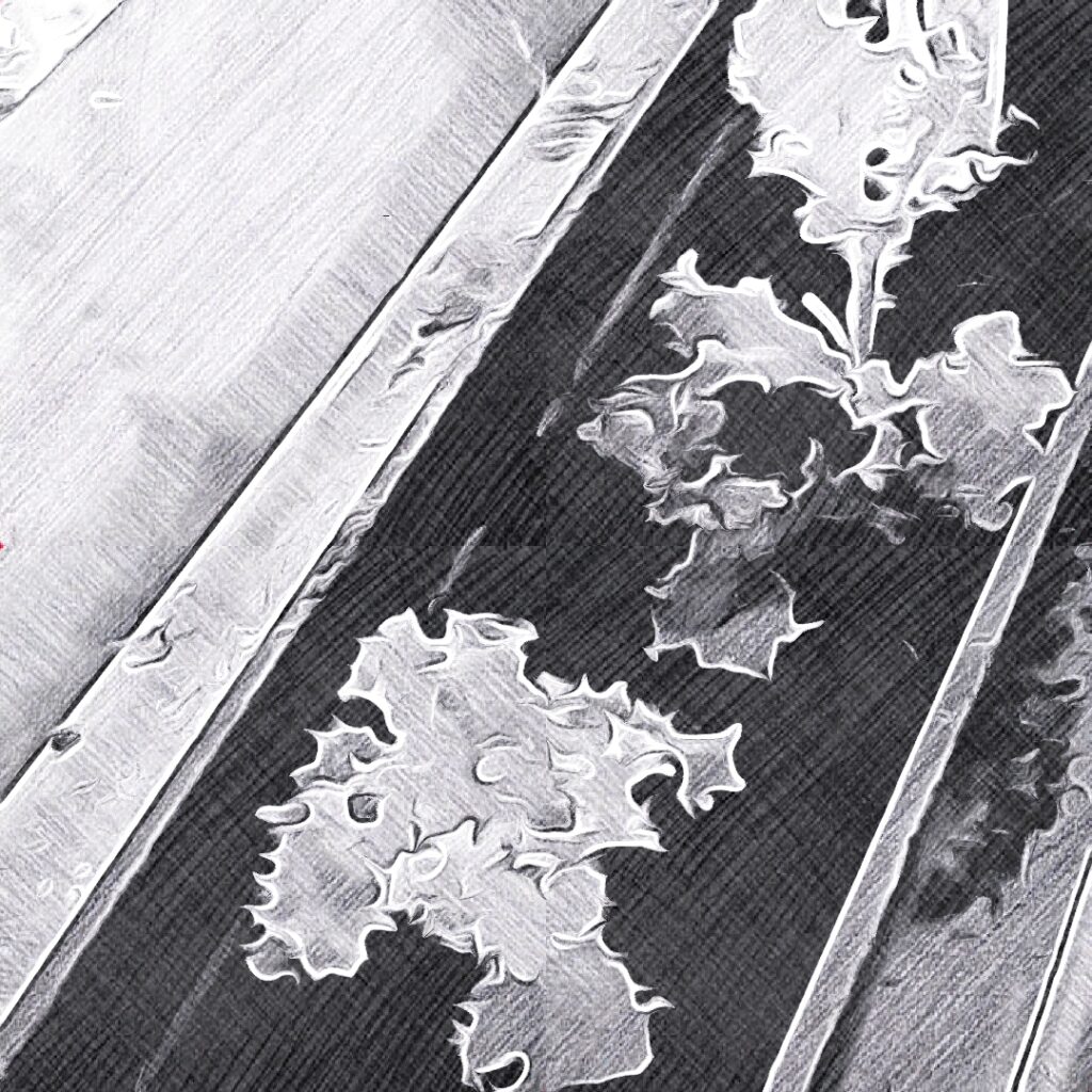 Ein langer Blumenkasten, auf denen gezackte Salatblätter oder Kräuter diagonal angeordnet wachsen – klarer Schwarz-Weiß-Kontrast.