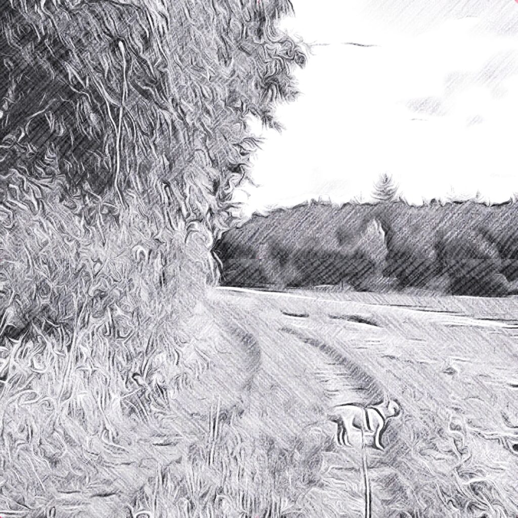 Ein Weg zwischen hohem Gras und Wald, am Horizont eine Baumreihe; im Vordergrund ein kleiner Hund auf einem schmalen Pfad.