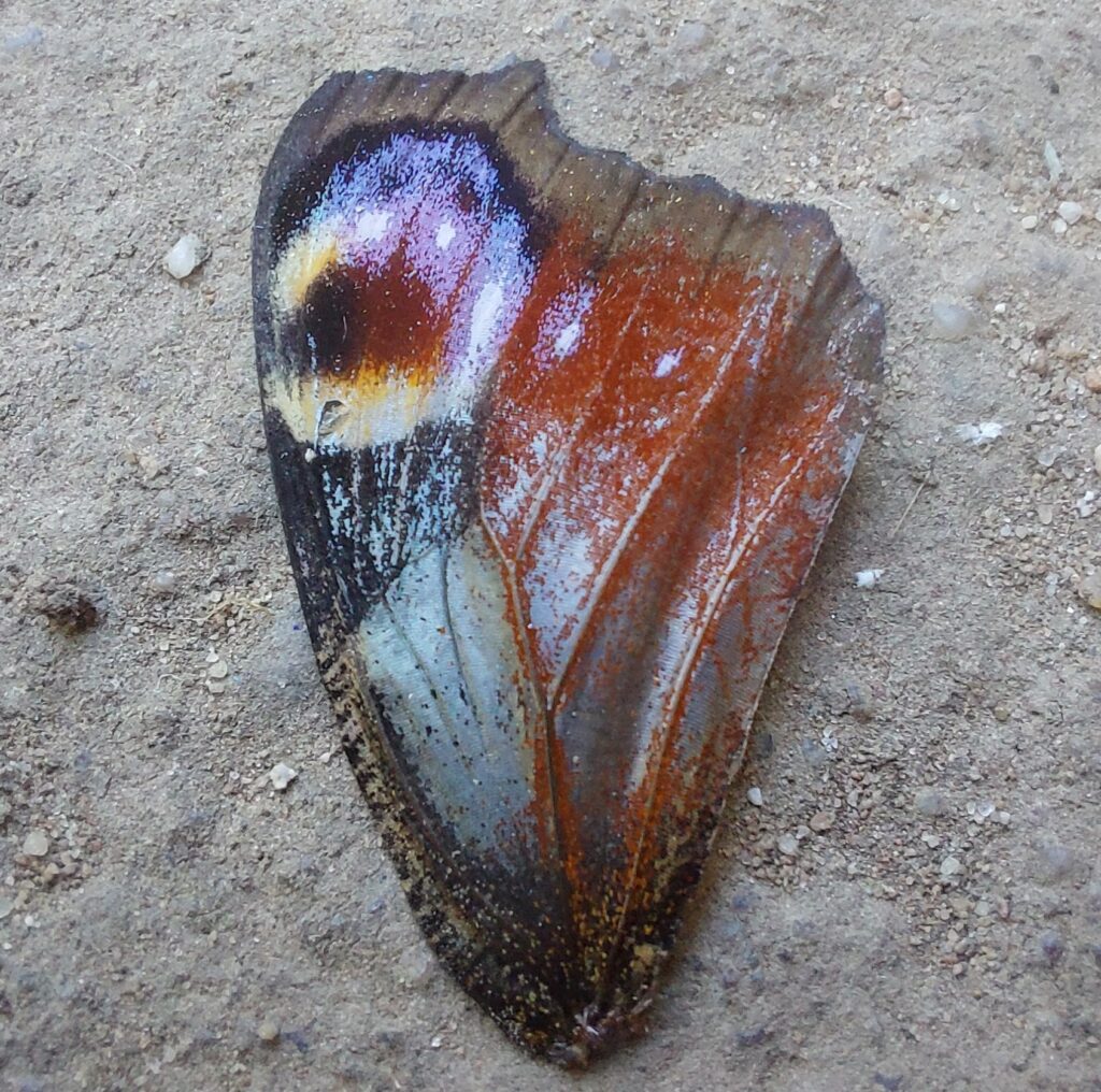Ein einzelner, gut erhaltener Schmetterlingsflügel liegt auf sandigem Untergrund. Die Musterung erinnert an ein rundes Auge und einen geöffneten, schreienden Mund.