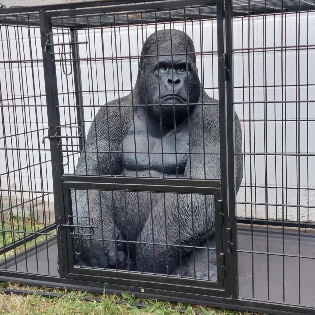 Ein etwa 80 cm hoher Gorilla aus schwarzem Gummi sitzt in einem Hundekäfig auf einer Wiese. Der Blick wirkt ernst, die Arme liegen vor dem Körper. Der Käfig steht vor einer weißen Wand, die Szene wirkt zugleich absurd und bedrückend