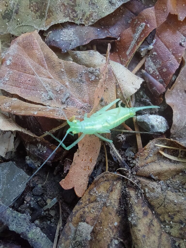 Grüne Heuschrecke liegt geschwächt zwischen vertrockneten Blättern am Waldboden. Die Körperhaltung wirkt kraftlos, die Färbung blass.