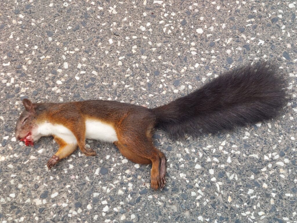 Totes Eichhörnchen mit braunem Fell und buschigem Schwanz liegt ausgestreckt auf einer Asphaltstraße. Blutspuren am Maul sind sichtbar.