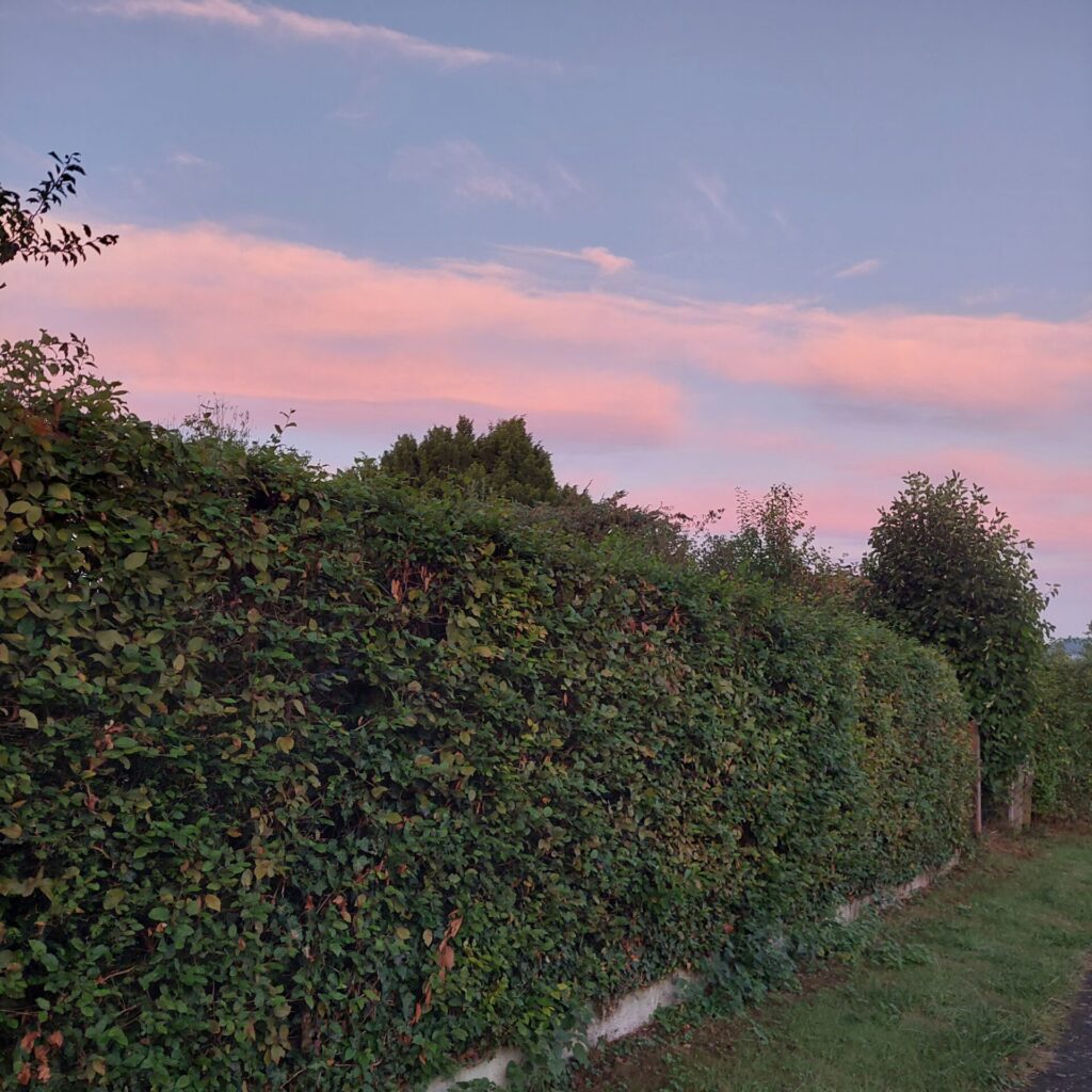 Rosa gefärbter Himmel bei Sonnenaufgang über einer hohen Hecke, zarte Wolken in Pastelltönen, darunter unscharfe Silhouetten von Bäumen und Sträuchern.