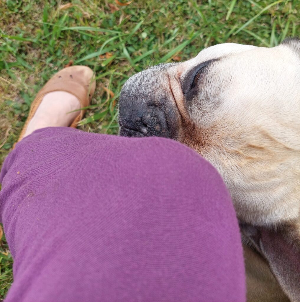 Ein Hund liegt mit dem Kopf auf dem Bein einer Person, deren Knie in lila Hose gekleidet ist. Die Person trägt einen braunen Ballerina-Schuh, im Hintergrund Gras. Der Hund schnuppert konzentriert am Knie.
