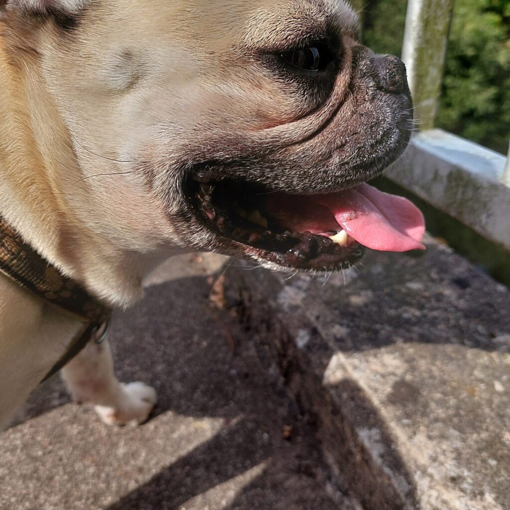 Nahaufnahme eines hechelnden Hundes mit heraushängender Zunge auf einer Brücke. Die Sonne scheint auf sein Gesicht, im Hintergrund ist ein Teil des weißen Geländers und grüne Vegetation zu sehen.