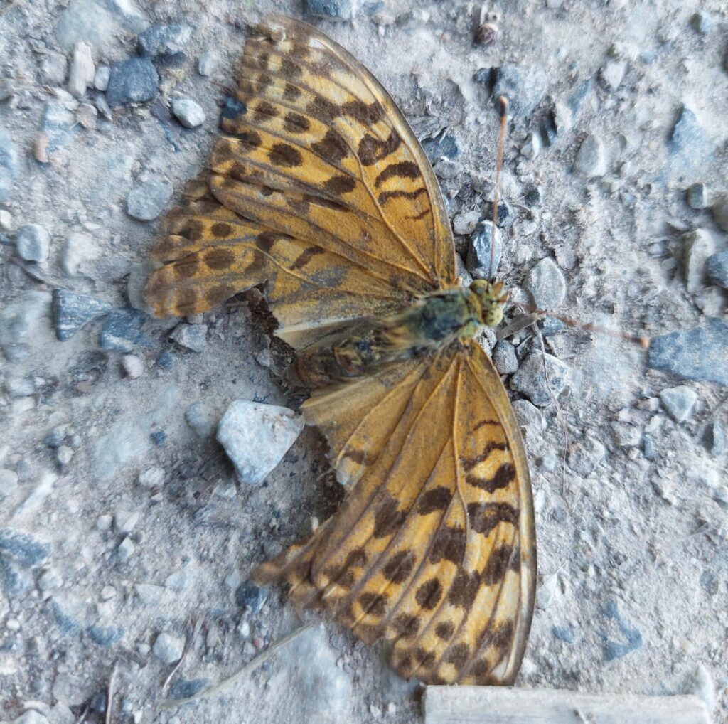 Toter Schmetterling mit orange-braunen, gemusterten Flügeln auf staubigem Untergrund. Die Flügel sind ausgebreitet, leicht beschädigt, aber gut erkennbar.