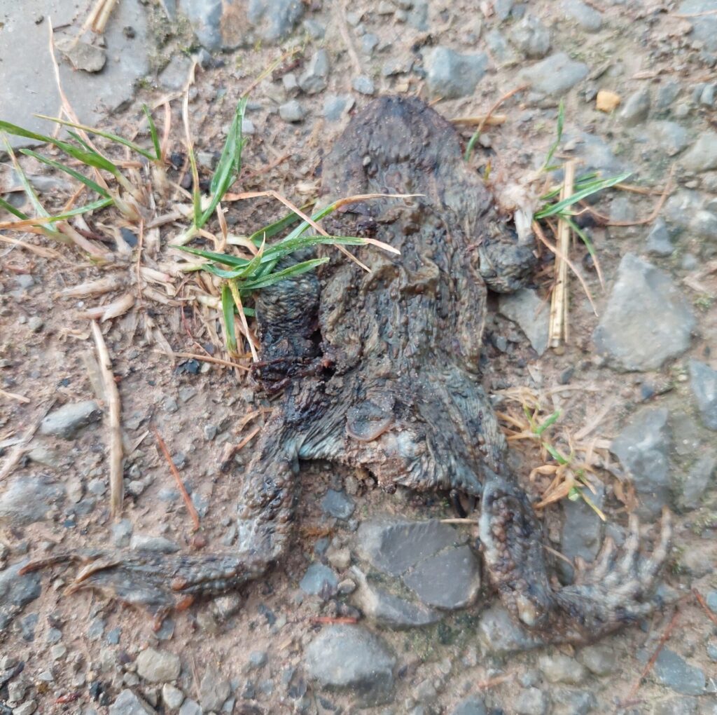 Überfahrener Frosch auf einem Schotterweg, flach gedrückt und von Erde bedeckt, neben etwas Gras und Steinen