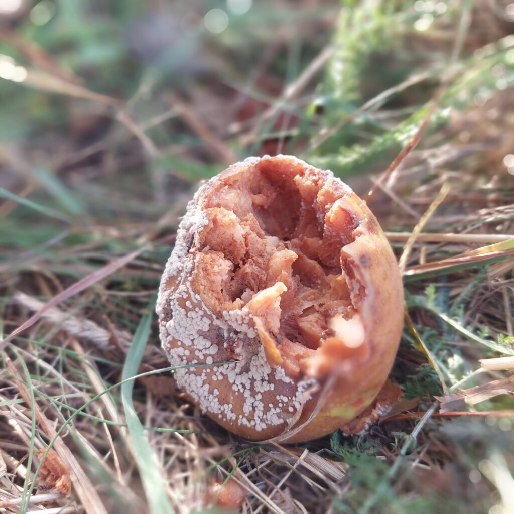 Ein halb verfaulter Apfel liegt im Gras, von Schimmel überzogen, ein stilles Bild der Vergänglichkeit.