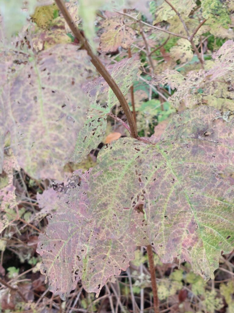 Herbstblätter, von Zeit und Insekten zerfressen, zeigen ihre vergängliche Schönheit im Unterholz.