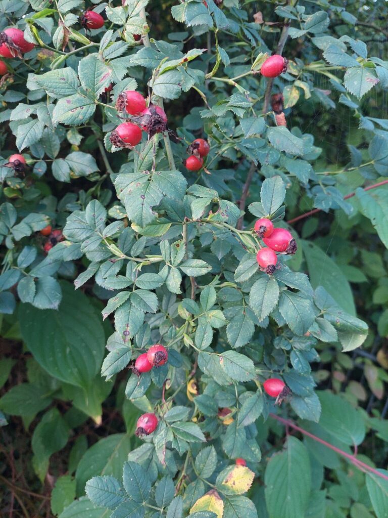 Ein Strauch mit roten Hagebutten trägt Herbstfrüchte zwischen grünen Blättern.
