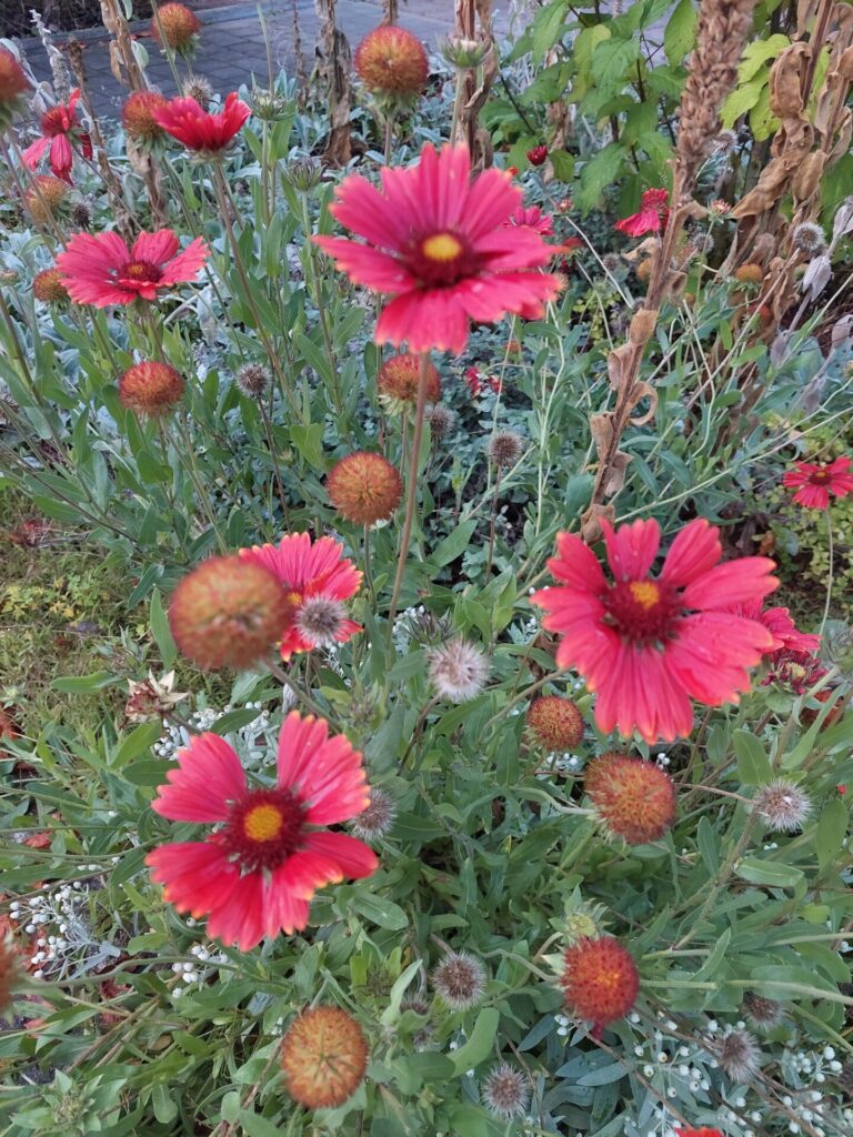 Leuchtend rote Kokardenblumen blühen zwischen vertrockneten Stängeln und Herbstgrün.