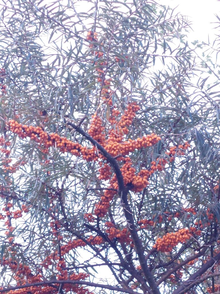 Zweige eines Sanddornstrauchs mit dicht gedrängten, orangefarbenen Beeren zwischen schmalen, silbrigen Blättern.