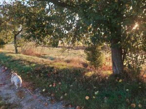 Spazierweg unter Apfelbäumen mit herabgefallenen Äpfeln im Gras, links läuft ein kleiner Hund an der Leine.