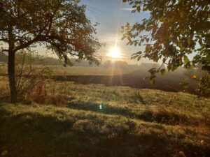 Sonnenaufgang über einem Feld, eingerahmt von Bäumen mit herbstlichem Laub, Lichtstrahlen fallen durch die Äste.
