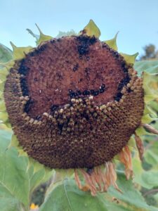 Sonnenblume mit dunklem, ausgetrocknetem Samenstand und gelb gewordenen Blättern, im Hintergrund unscharfe Vegetation.
