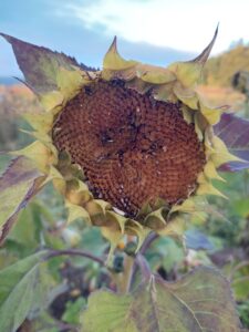 Sonnenblume mit braunem Samenstand, aus dem bereits viele Kerne fehlen, Reste von Blütenblättern am Rand.