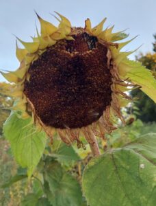Verblühte Sonnenblume mit großem braunen Samenstand, umgeben von gelben, eingetrockneten Blütenblättern und grünen Blättern.
