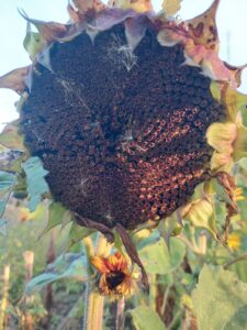 Nahaufnahme einer verblühten Sonnenblume mit dunklem Blütenkopf und noch sichtbaren Samen, im Vordergrund eine kleine zweite Blüte.