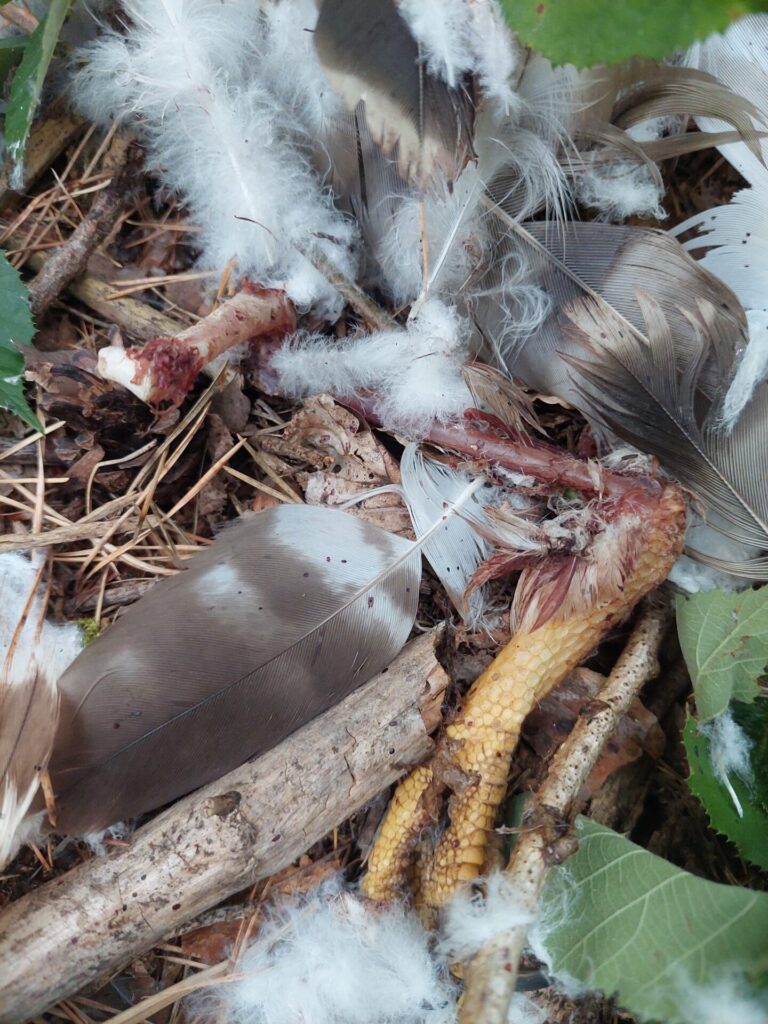 Nahaufnahme von Federn, Knochen und einem gelben Hühnerbein auf Waldboden – die Überreste eines vermutlich gerissenen Huhns liegen zwischen Laub und Ästen.
