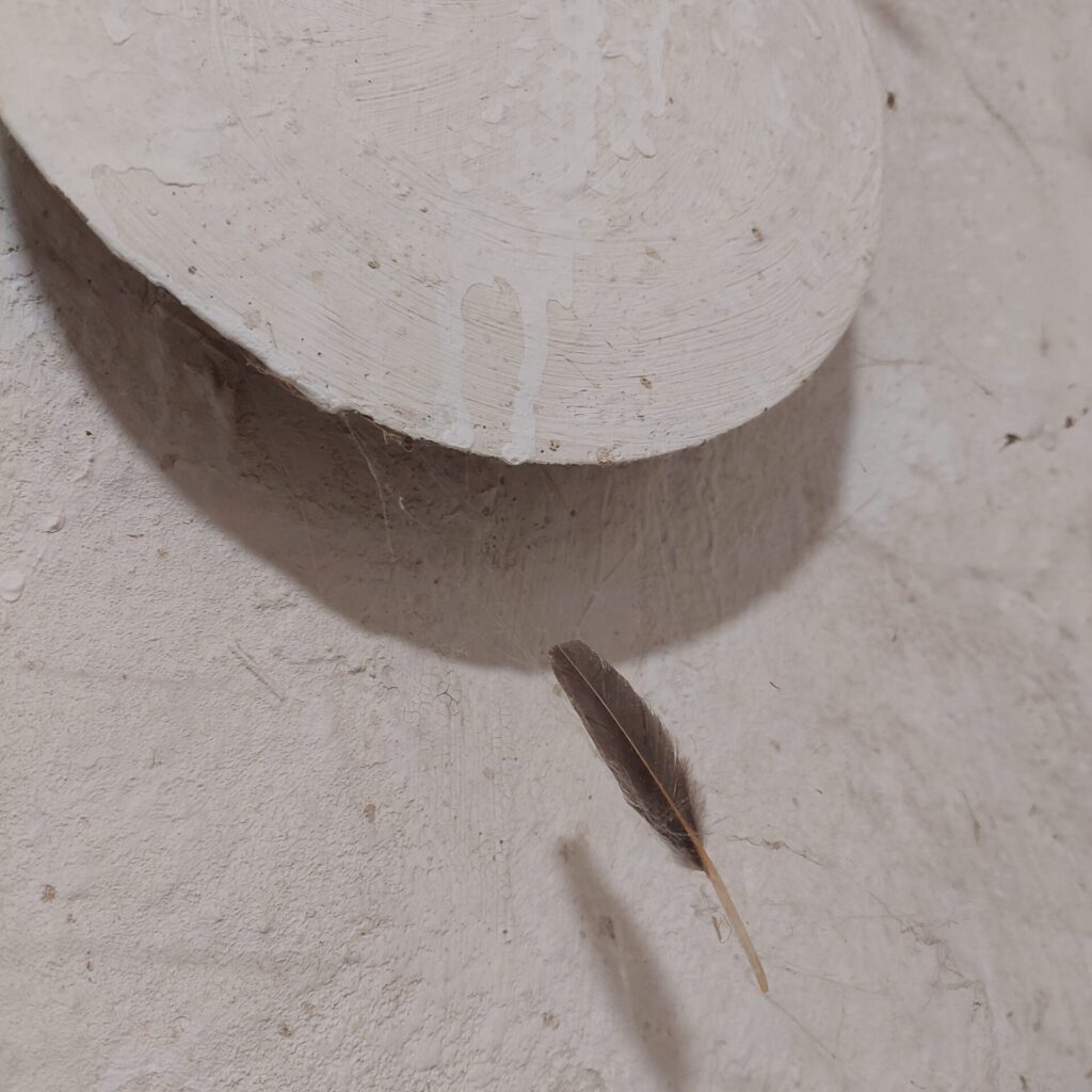 Eine einzelne kleine Feder hängt in einem Spinnennetz an einer weißen Wand im Hühnerstall – Symbol für Mauser und Vergänglichkeit.