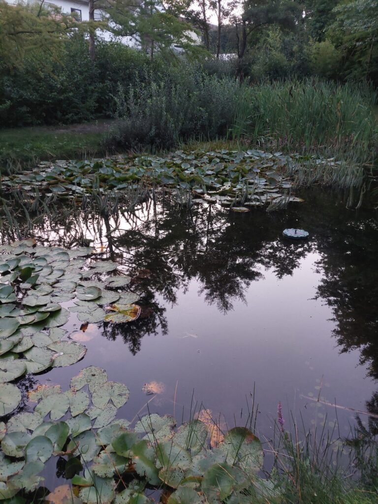 Stiller Teich mit Seerosenblättern, in der Wasseroberfläche spiegeln sich Bäume und der Himmel. Aufgenommen am frühen Morgen auf einem Friedhofsgelände.