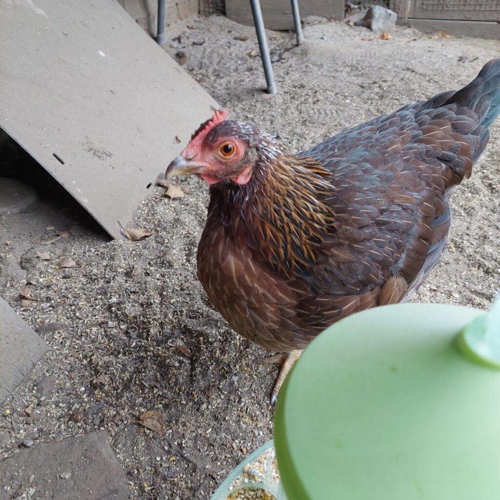 Braunes Huhn mit goldener Halszeichnung im Sand des Hühnergeheges. Neue Federkiele am Kopf lassen es leicht ergraut erscheinen.