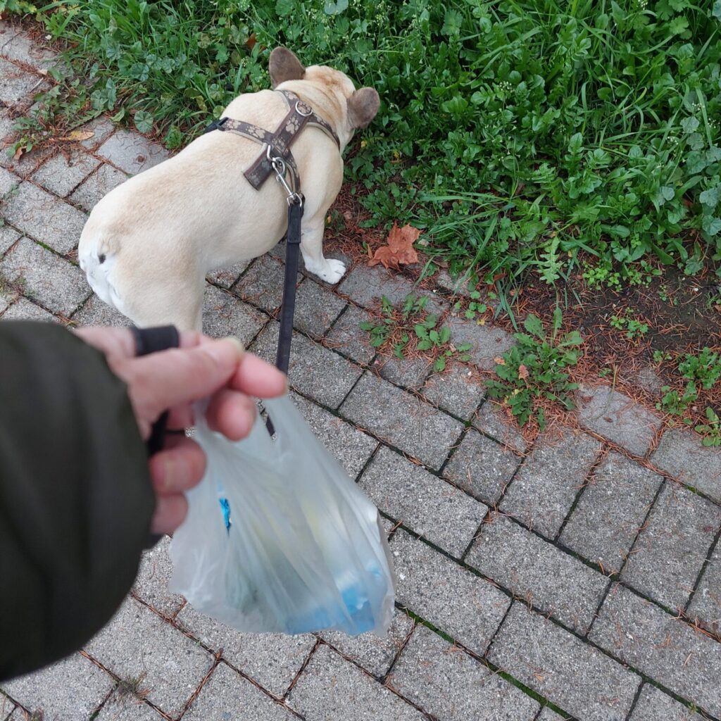 Eine Person hält beim Gassigehen mit einer französischen Bulldogge eine Plastiktüte mit gesammeltem Müll in der Hand. Der Hund schnuppert am Straßenrand, im Hintergrund Pflastersteine und Grünstreifen.