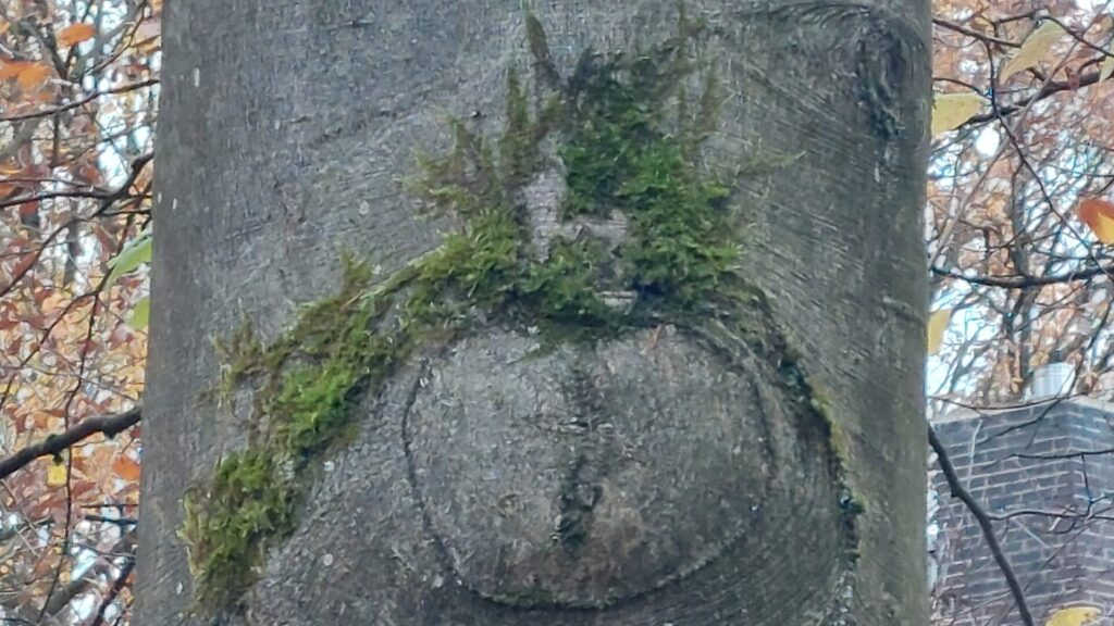 Nahaufnahme eines Baumstamms mit einer runden Narbe und aufliegendem Moos. Die Form und Struktur erinnern an ein stilisiertes Spinnentier, das scheinbar am Stamm haftet. Herbstlaub im Hintergrund.