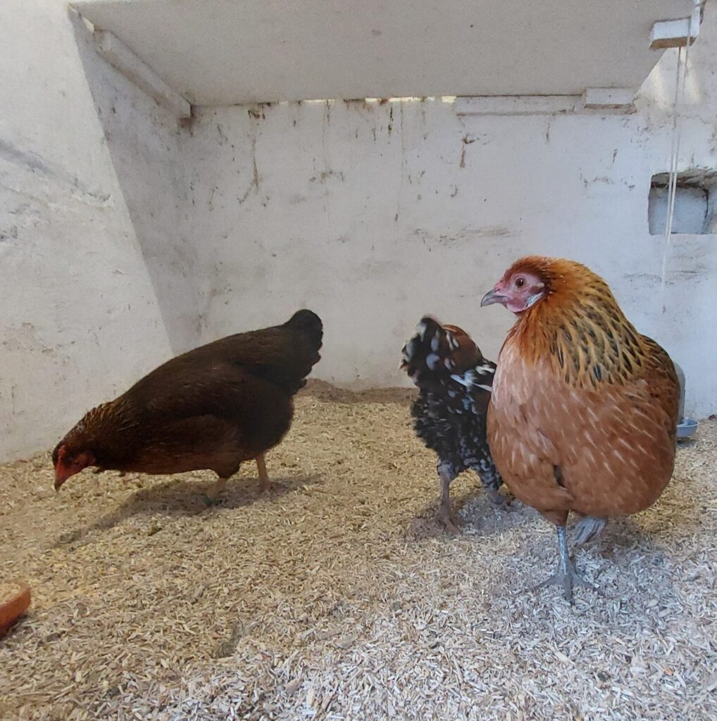 Drei Hühner stehen in einem Stall auf Einstreu. Ein braunes, ein schwarz-weiß geflecktes und ein hellbraunes Huhn sind zu sehen. Der Stall hat helle Wände und wirkt ruhig und aufgeräumt.