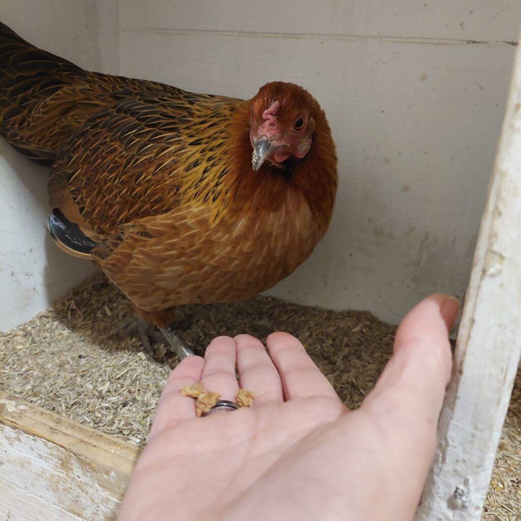 Huhn im Stall, das vor einer ausgestreckten Hand mit Futter steht. Das Huhn blickt aufmerksam auf die Hand, der Stallboden ist mit Einstreu bedeckt.