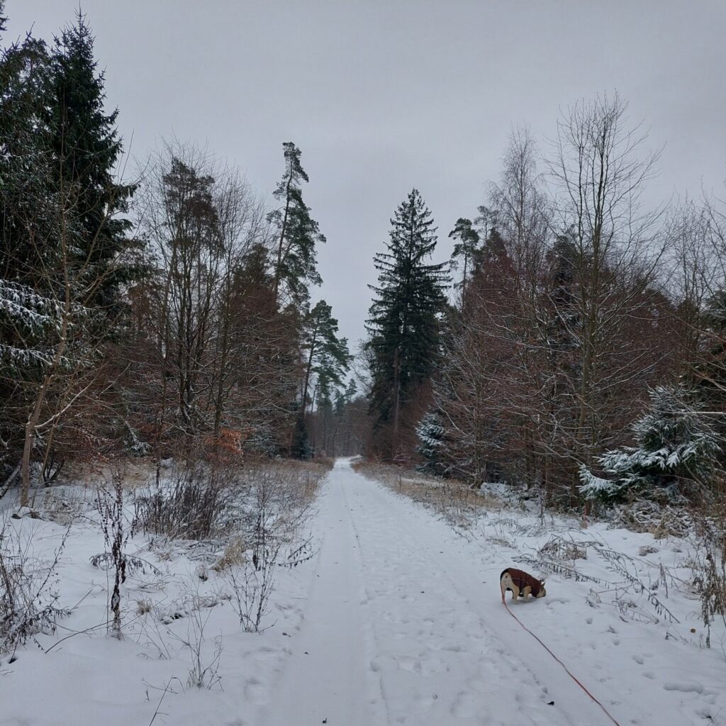 Verschneiter Waldweg mit Bäumen auf beiden Seiten. Ein Hund läuft angeleint am rechten Bildrand und schnüffelt im Schnee. Der Himmel ist grau, die Landschaft wirkt ruhig und winterlich.