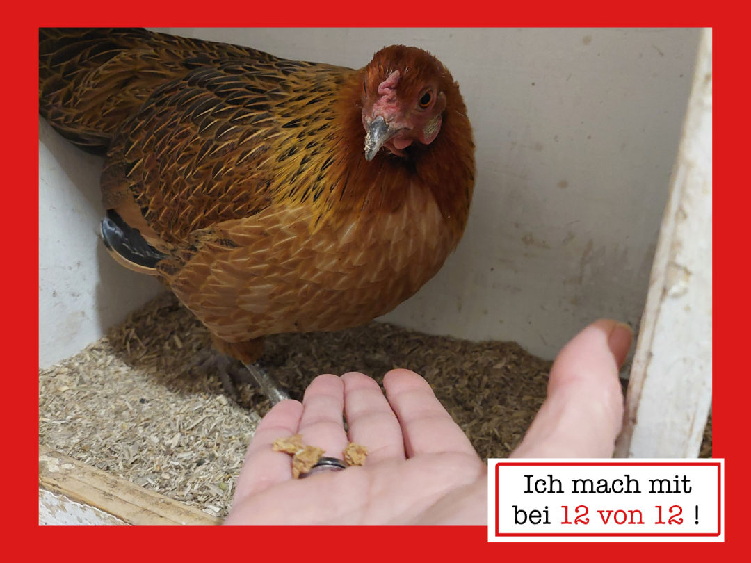 Huhn im Stall, das vor einer ausgestreckten Hand mit Futter steht. Das Huhn blickt aufmerksam auf die Hand, der Stallboden ist mit Einstreu bedeckt.
