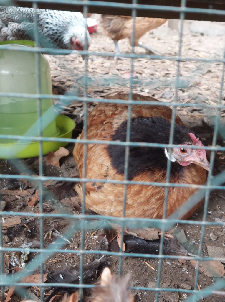 uhn mit braunem Gefieder und schwarzem Hals ruht verletzt am Boden eines Geheges, Blick durch ein Drahtgitter nach draußen. Eine grüne Wassertränke steht daneben.