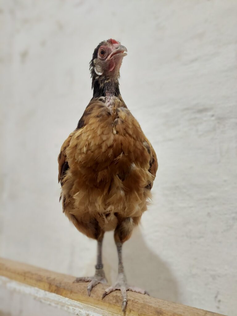 Braun-schwarzes Huhn der Rasse Vorwerk steht auf einer Stange, Blick leicht zur Seite vor heller Wand.