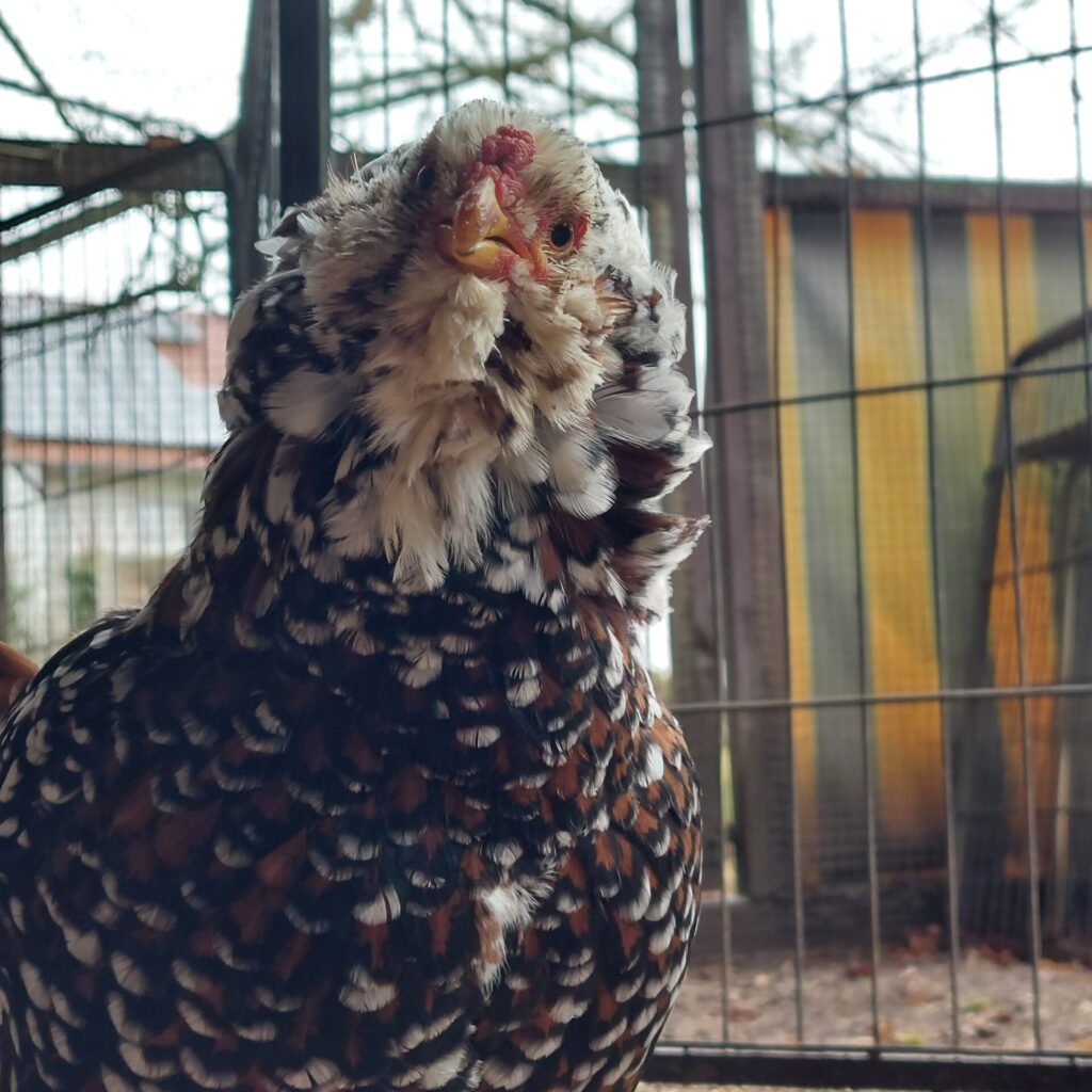Alma sitzt im Auslauf und schaut in die Kamera.