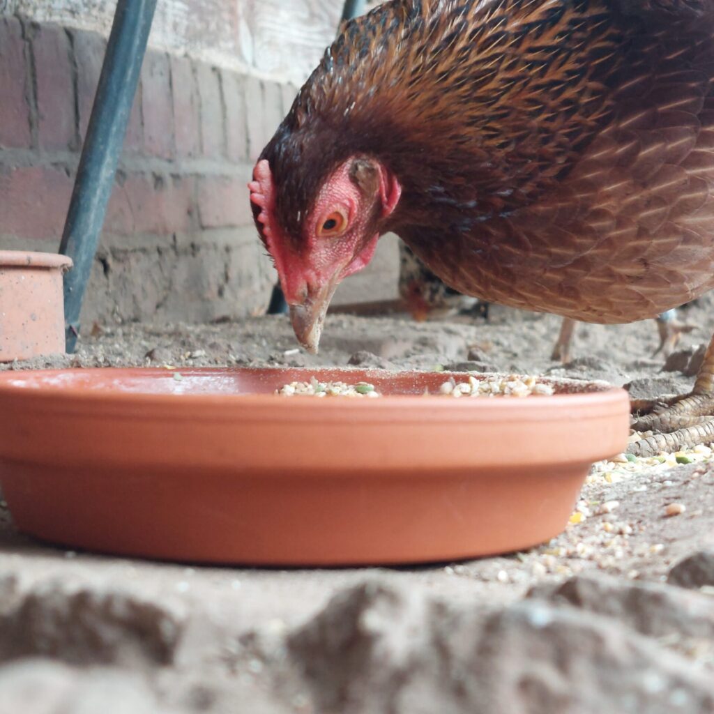 Hulda pickt Körner aus einer flachen Futterschale.