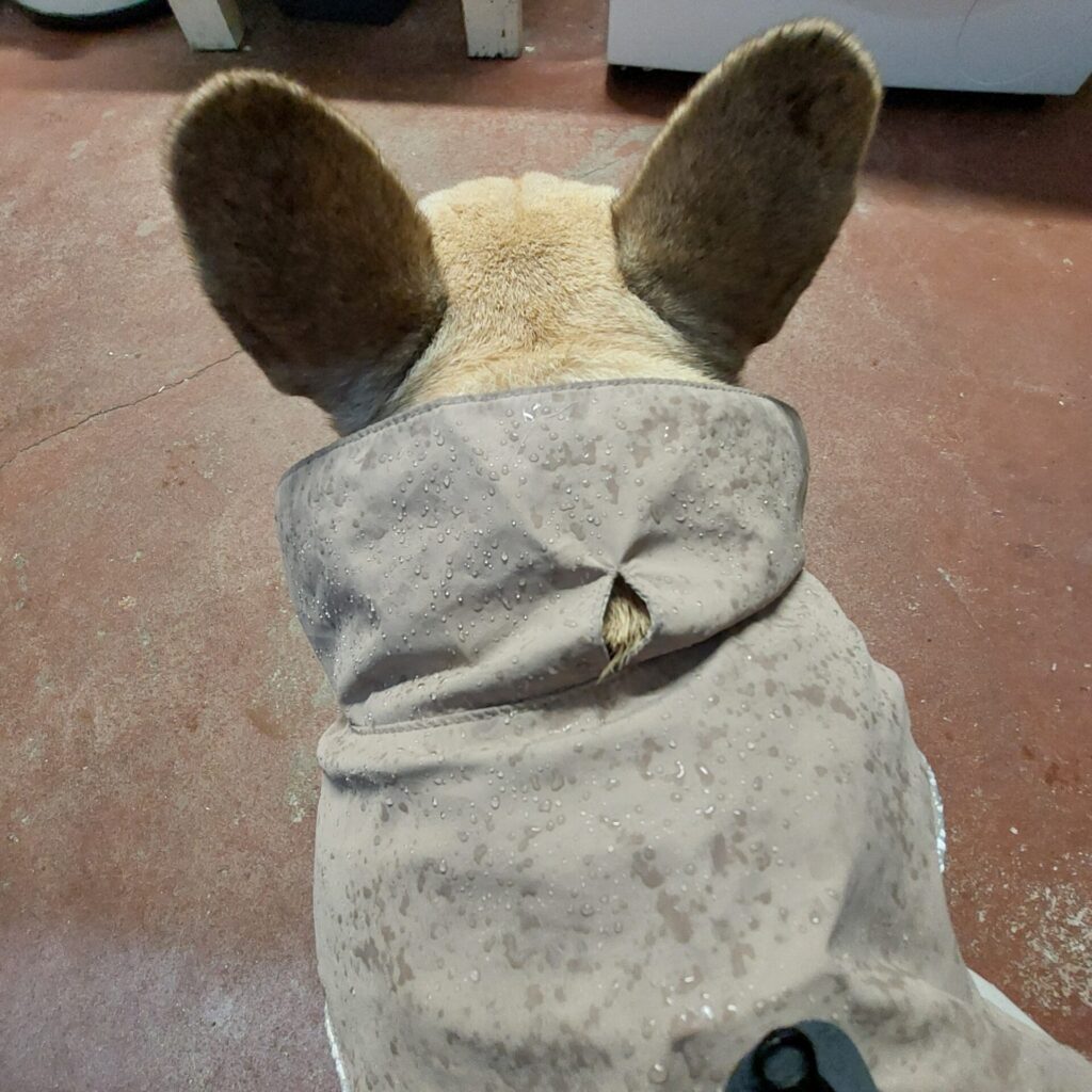 Hündin Lotte von hinten im nassen Regenmantel, Wassertropfen auf dem Stoff