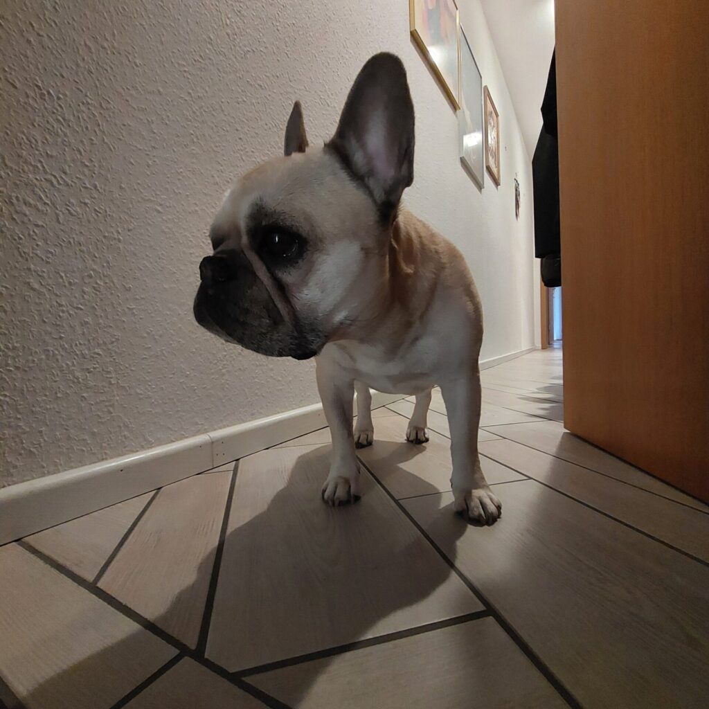 Hündin Lotte steht im Flur und wartet auf die Gassi-Runde.