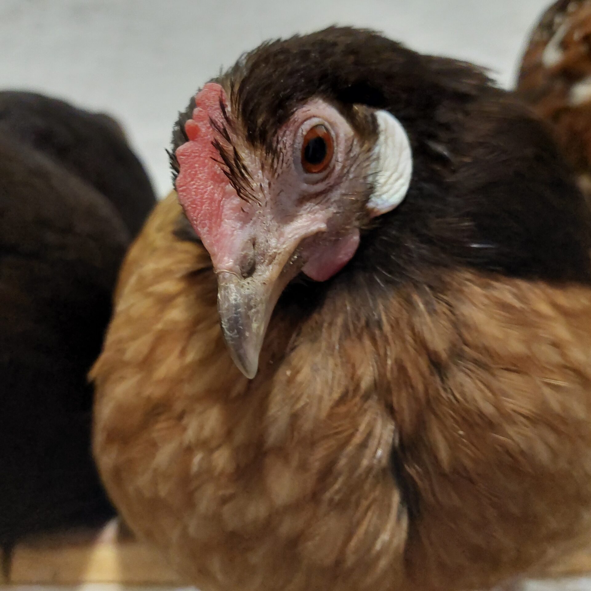 Nahaufnahme des Vorwerkhuhns Änne im Oktober 2021. Ihr Blick geht direkt in die Kamera, die weiße Ohrscheibe hebt sich vom dunklen Gefieder ab. Ein ausdrucksstarkes Porträt, das Nähe und Persönlichkeit zeigt.