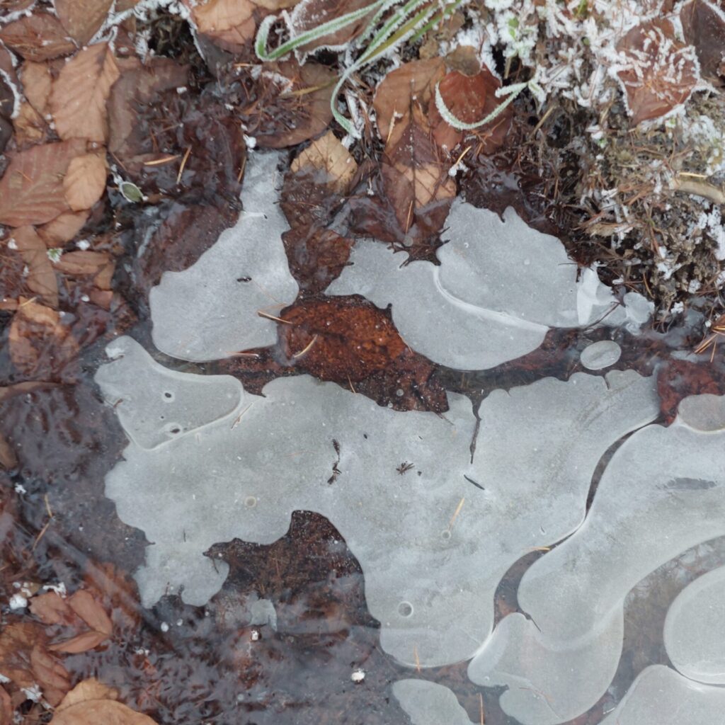 Fotografierte Eispfütze mit gefrorenen Mustern, Laub und Frost am Rand – dient als Grundlage für eine spätere Zeichnung.