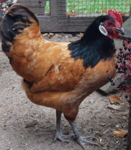 Änne im September 2023 im Auslauf, pickt an einer Holunderbeerrispe. Ihr Kamm ist bereits deutlich gewachsen.