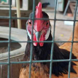 Änne am 7. Oktober 2023, frontal fotografiert hinter dem Gitter des Hühnergeheges. Ihr Blick ist direkt und aufmerksam, der Kamm auffällig ausgeprägt.