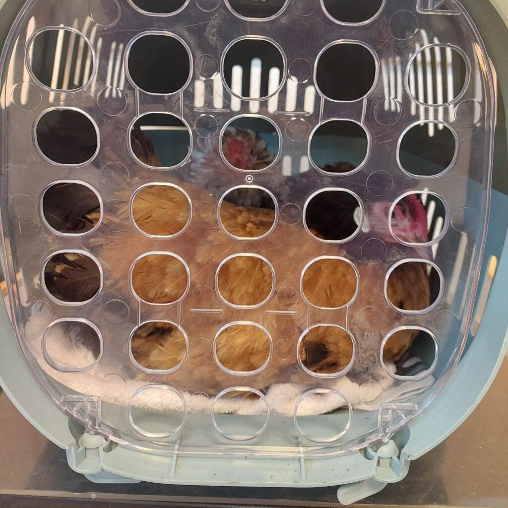 Änne und Alma sitzen eng aneinandergeschmiegt im Transportkorb auf dem Weg zur Tierärztin. Man sieht sie durch die runde Öffnung des durchsichtigen Deckels.