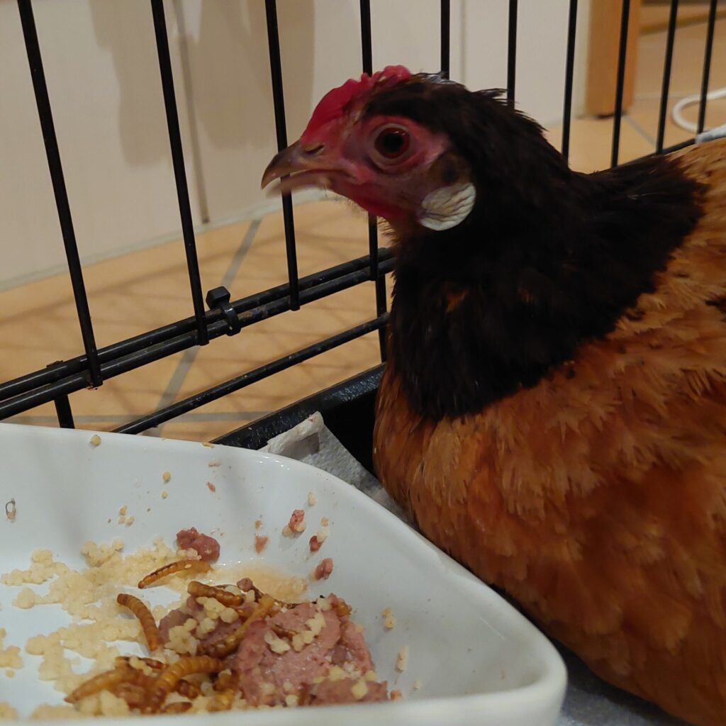 Änne sitzt nach ihrer Verletzung im Innengehege und schaut wachsam aus dem Gitter. Vor ihr steht ein Napf mit Mehlwürmern, Hackfleisch und Hirse.