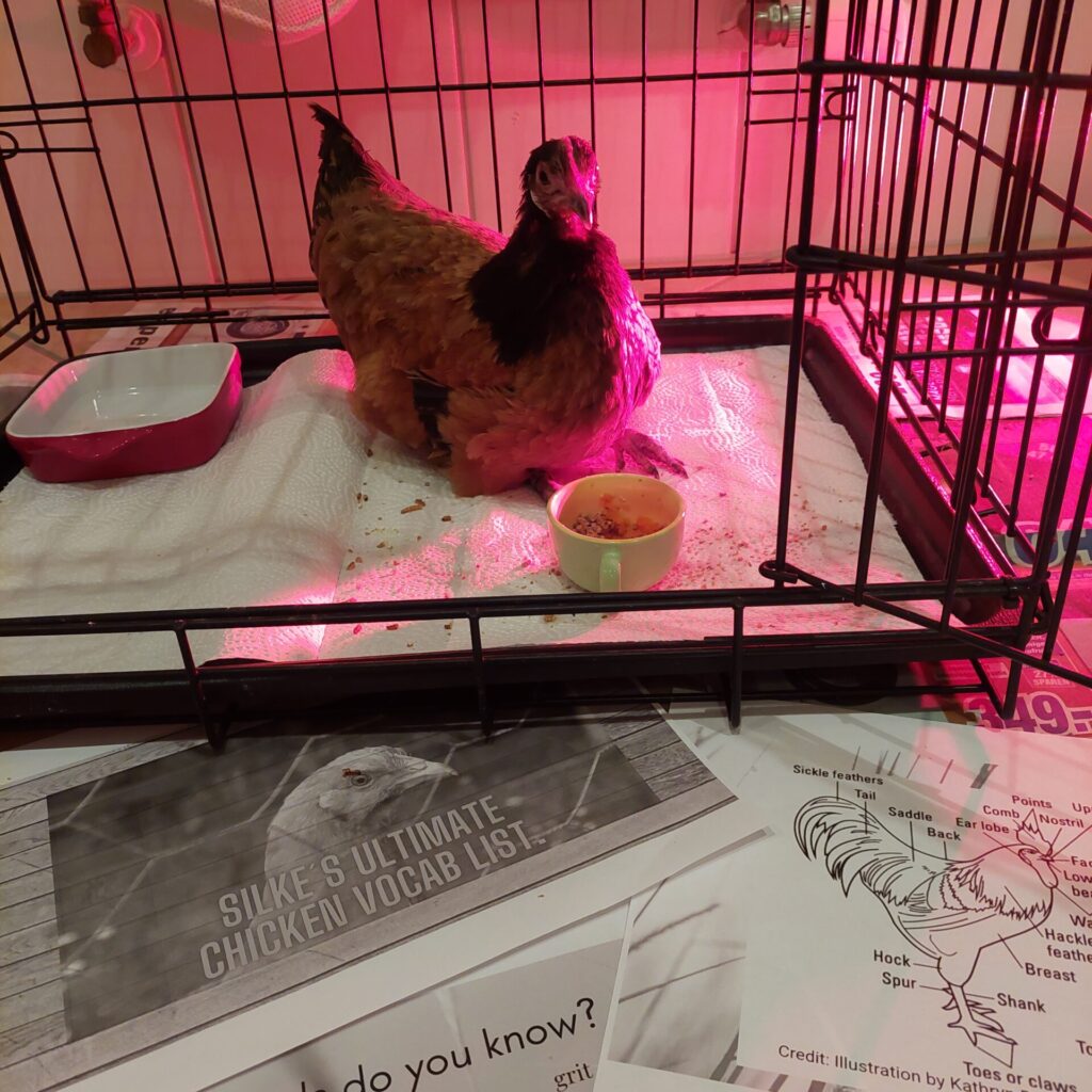 Änne sitzt im Bad in einem provisorischen Innengehege unter einer Wärmelampe. Vor ihr steht ein Napf mit Futter. Auf dem Boden liegen englischsprachige Ausdrucke zum Thema Hühneranatomie.