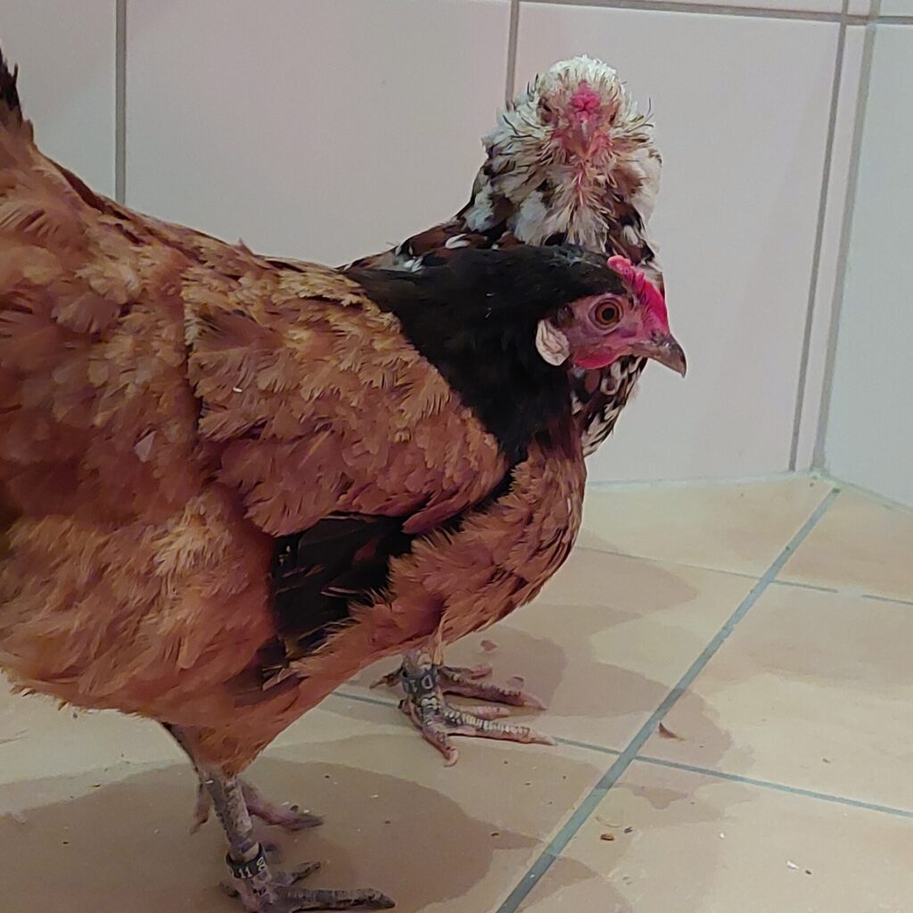 Änne und Alma stehen dicht beieinander auf den Fliesen im Bad. Alma wirkt wachsam, Änne sucht Nähe und Orientierung. Ein Moment von Hühnersolidaritä